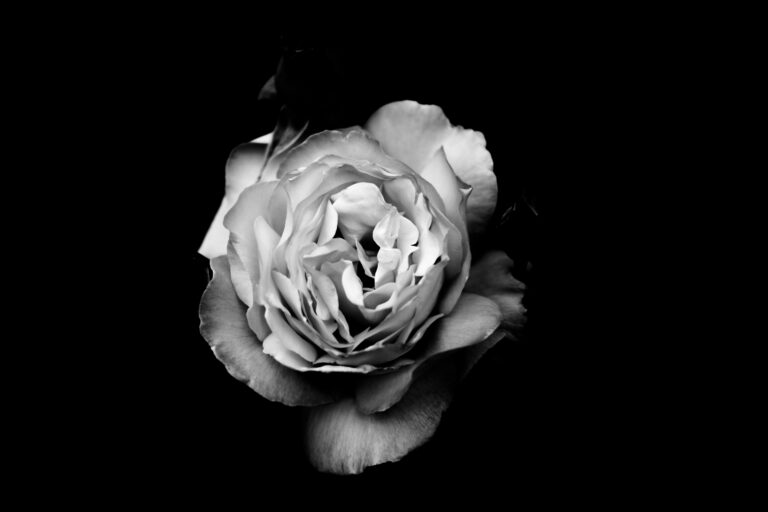 Der Name der Rose (1. Teil)