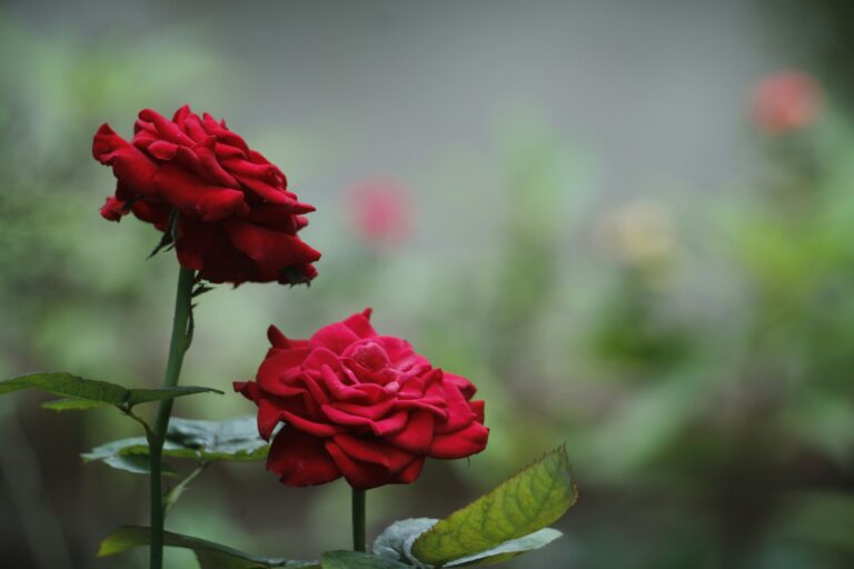 Der Name der Rose. (2. Teil)