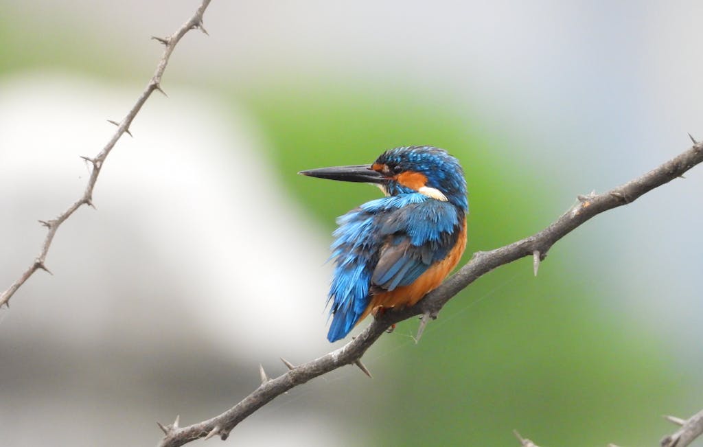 A vivid blue and orange kingfisher perches on a thorny branch, showcasing its colorful plumage.