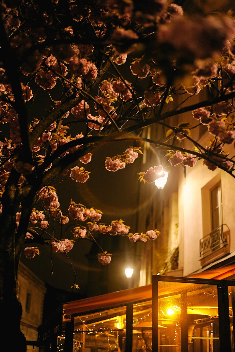 Enchanting night scene in Paris featuring cherry blossoms lit by glowing street lamps.
